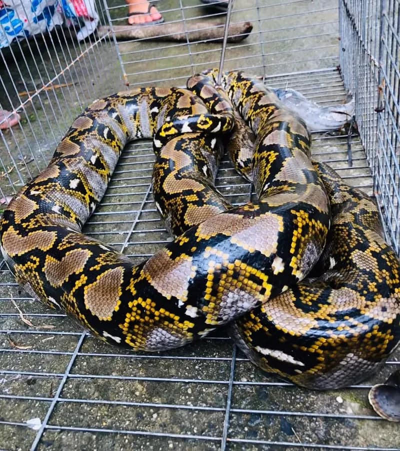 Trăn gấm (Malayopython reticulatus) gallery 4