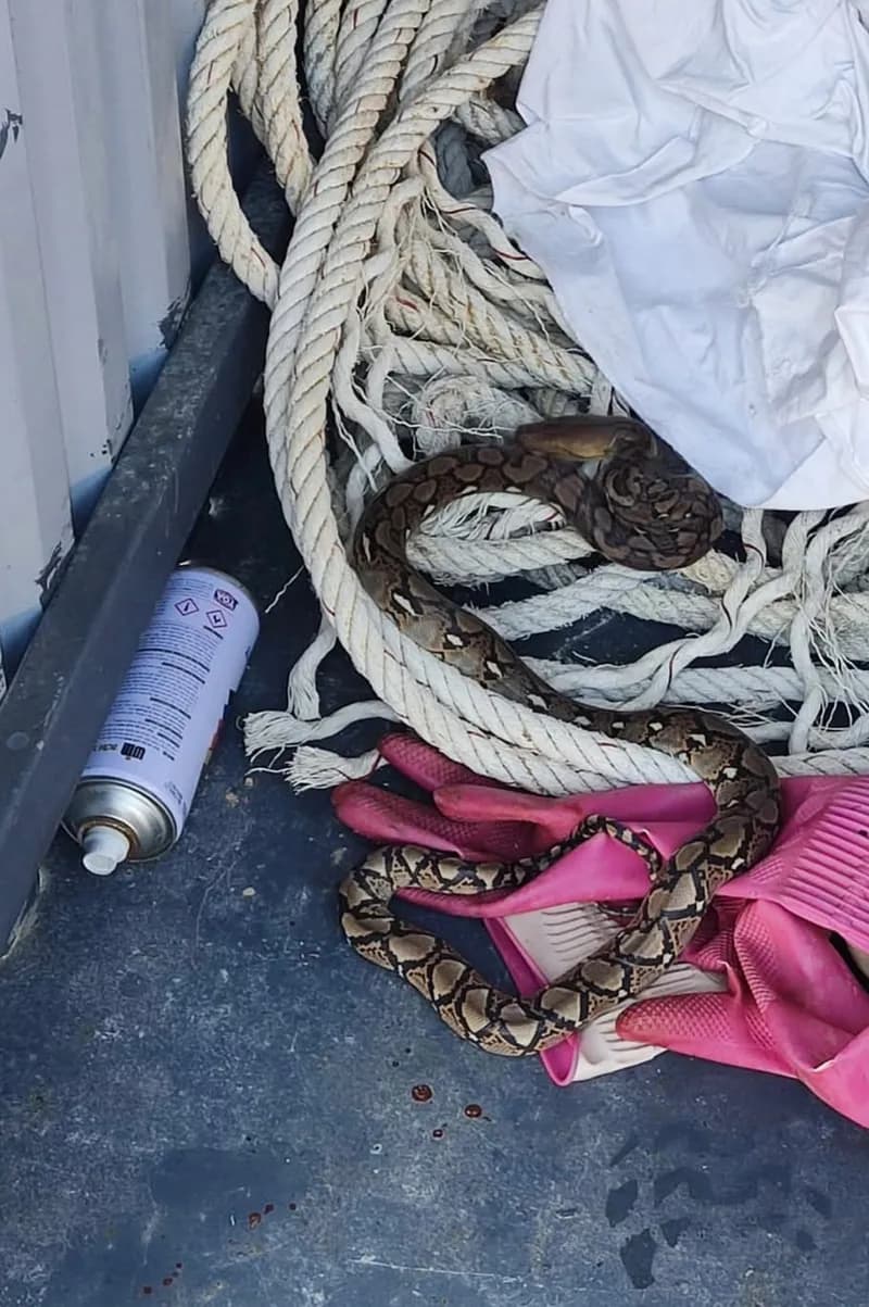 Trăn gấm (Malayopython reticulatus) gallery 5