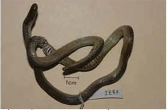 Rắn mai gầm Sáng (Calamaria sangi)
