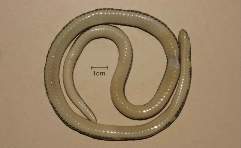Rắn mai gầm Thành (Calamaria thanhi) gallery 2