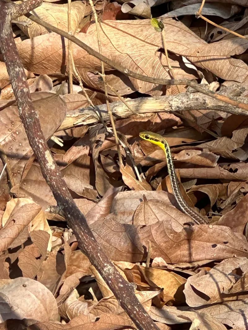Rắn leo cây Bình (Dendrelaphis binhi) gallery 2