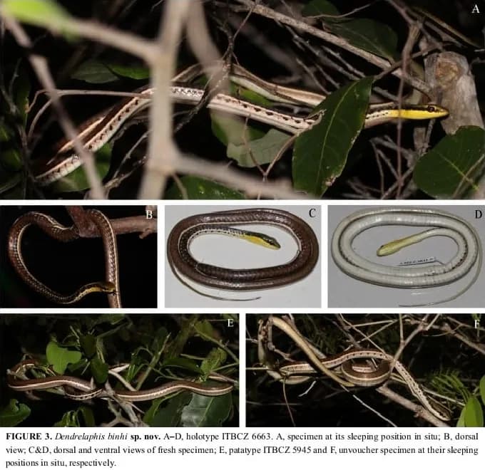 Rắn leo cây Bình (Dendrelaphis binhi) gallery 3