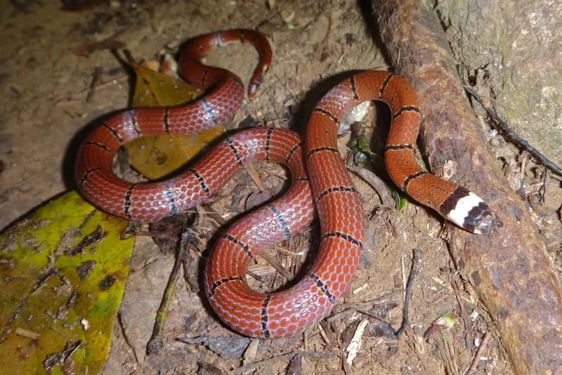 Rắn san hô đầu bạc (Sinomicrurus annularis)
