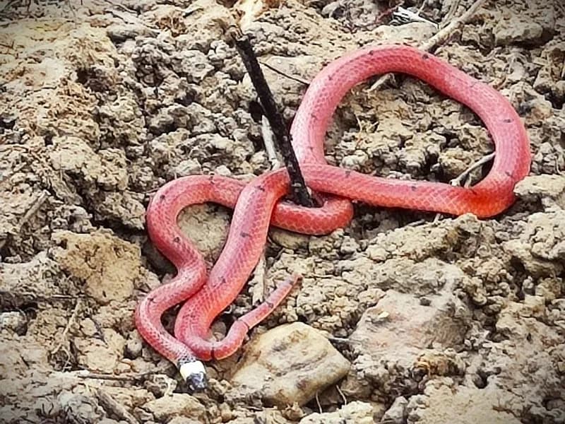 Rắn san hô đầu bạc (Sinomicrurus annularis) gallery 2