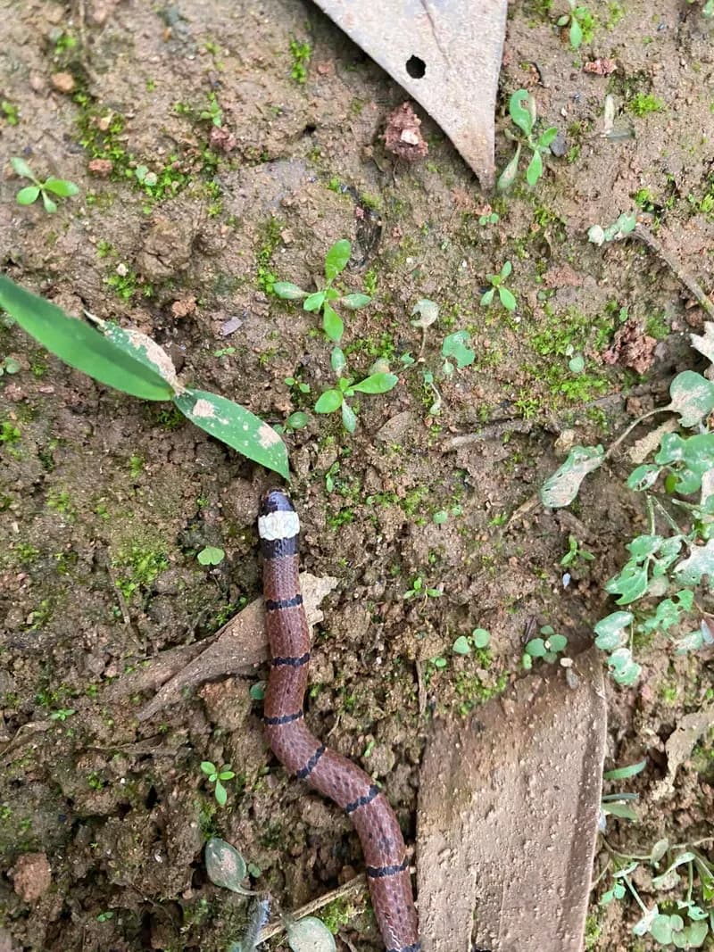 Rắn san hô đầu bạc (Sinomicrurus annularis) gallery 3