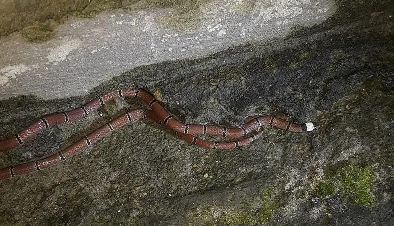 Rắn san hô đầu bạc (Sinomicrurus annularis) gallery 4
