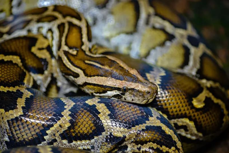 Trăn đất (Python bivittatus)