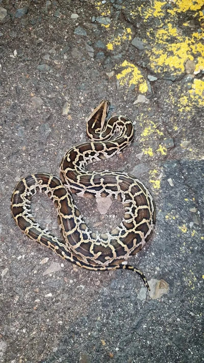 Trăn đất (Python bivittatus) gallery 2
