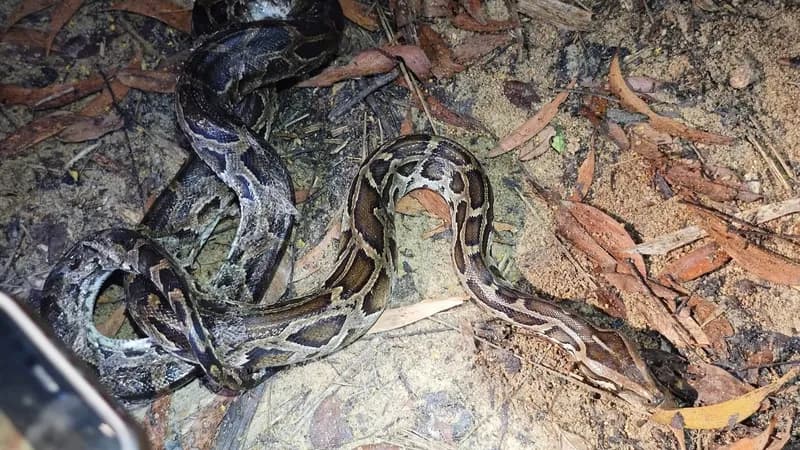 Trăn đất (Python bivittatus) gallery 3