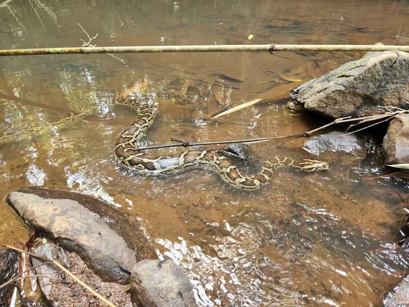 Trăn đất (Python bivittatus) gallery 4