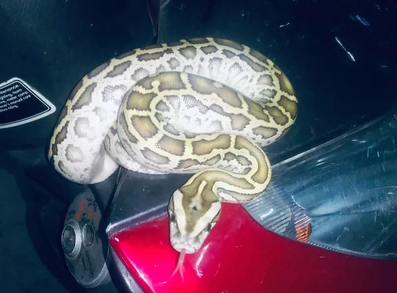 Trăn đất (Python bivittatus) gallery 5