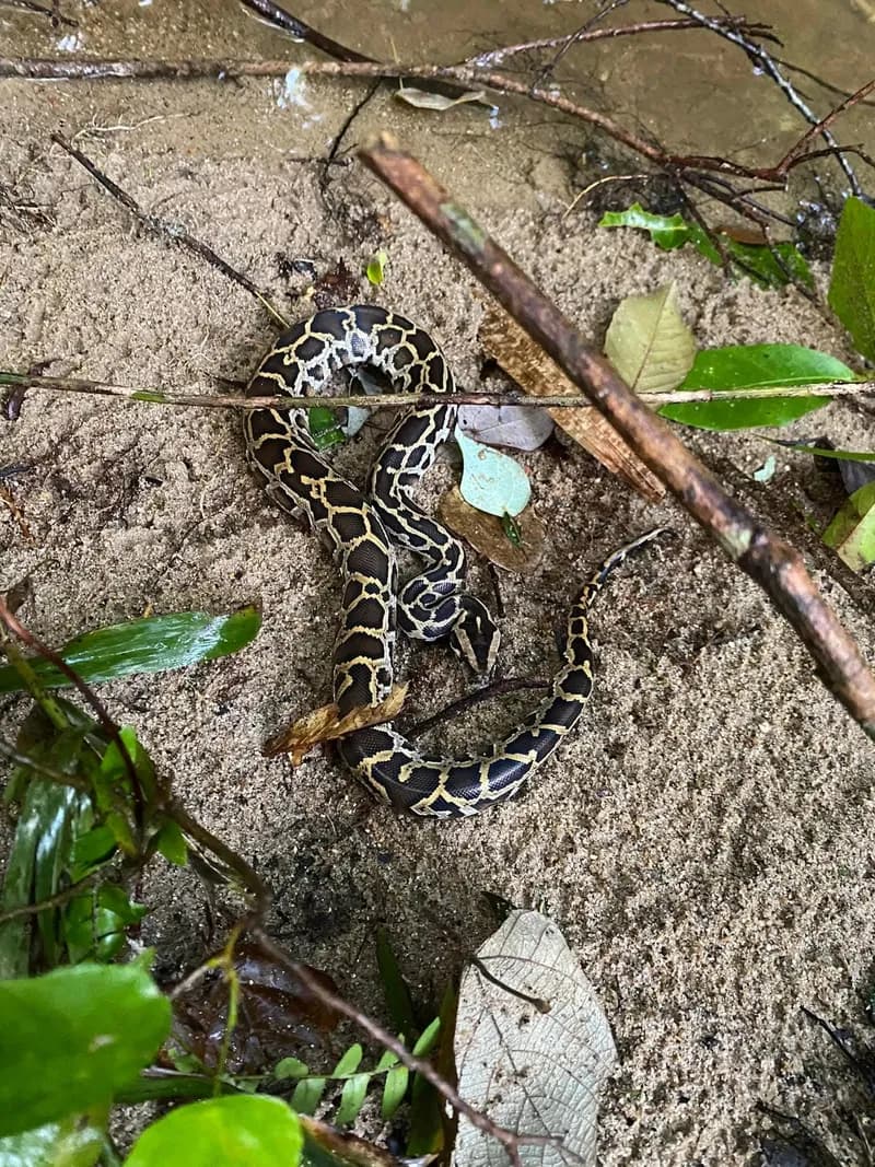 Trăn đất (Python bivittatus) gallery 6