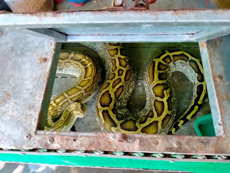 Trăn đất (Python bivittatus) gallery 7