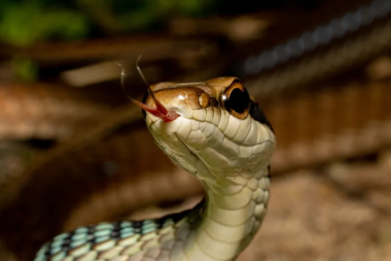 Rắn leo cây Ngân Sơn (Dendrelaphis ngansonensis)