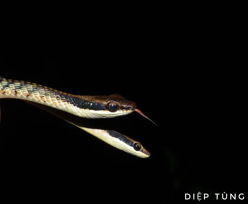 Rắn leo cây Ngân Sơn (Dendrelaphis ngansonensis) gallery 2