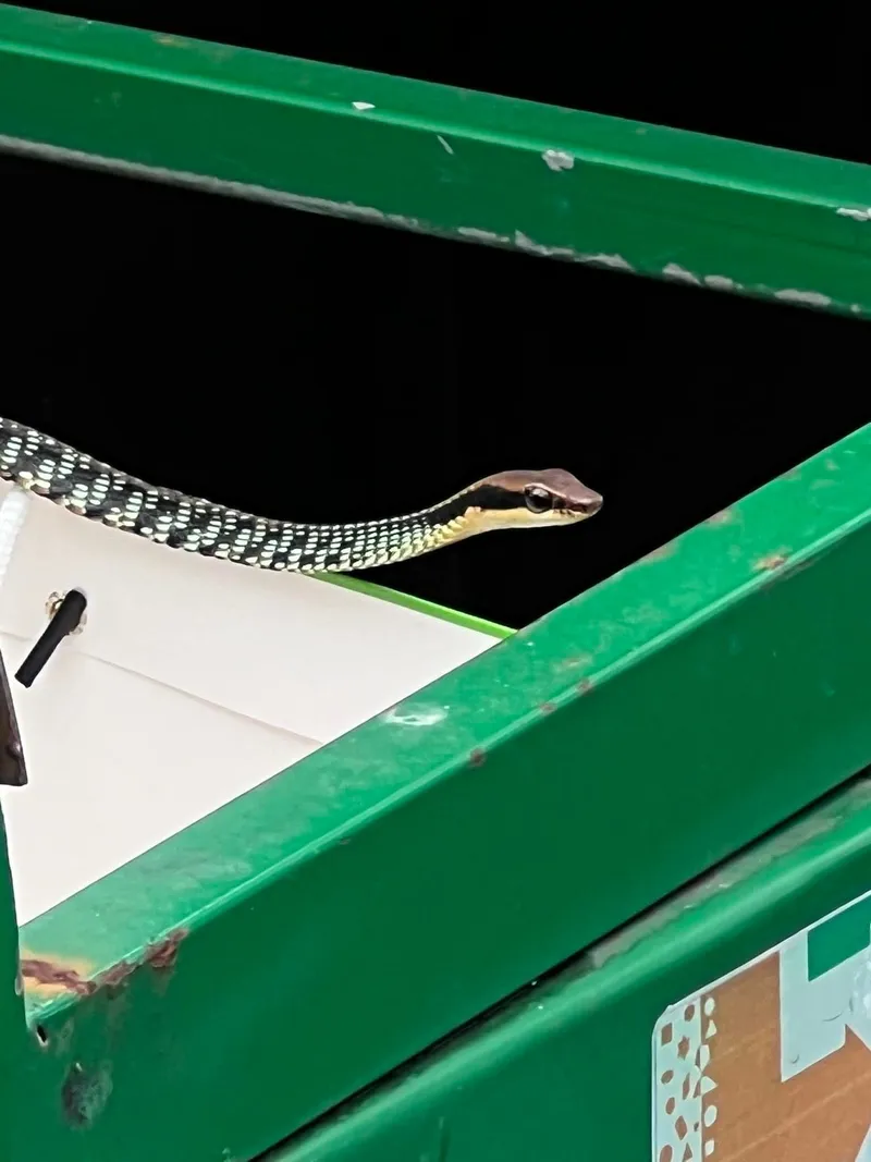 Rắn leo cây Ngân Sơn (Dendrelaphis ngansonensis) gallery 3