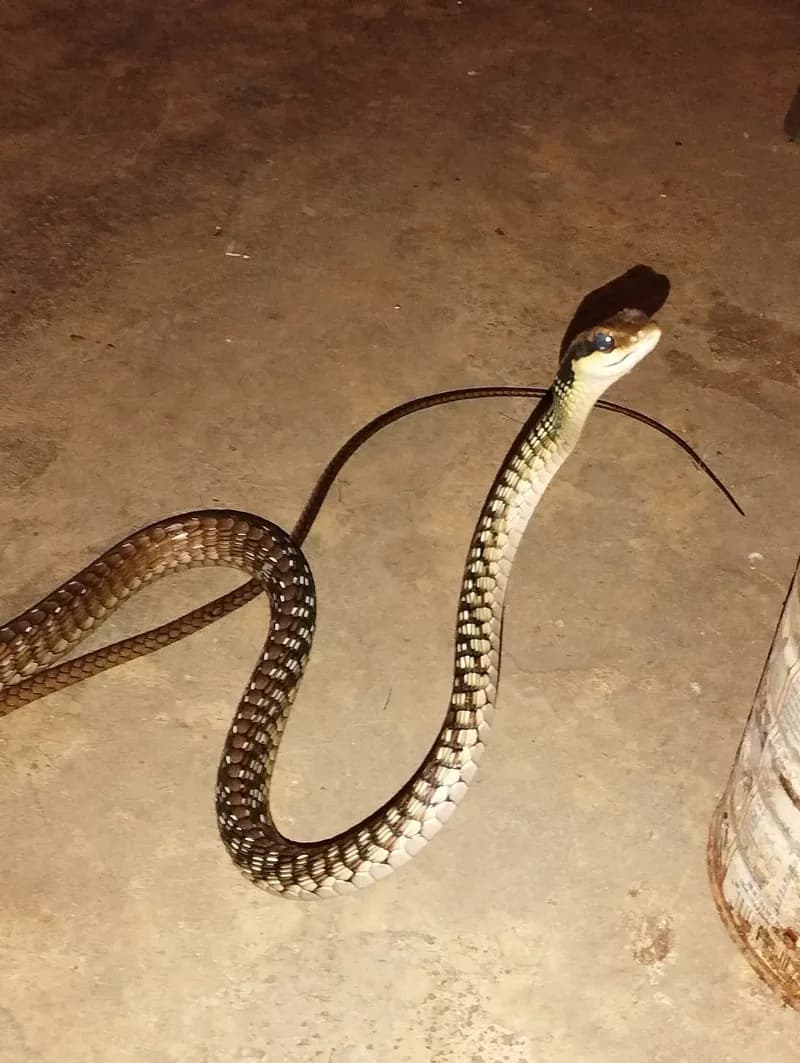 Rắn leo cây Ngân Sơn (Dendrelaphis ngansonensis) gallery 4
