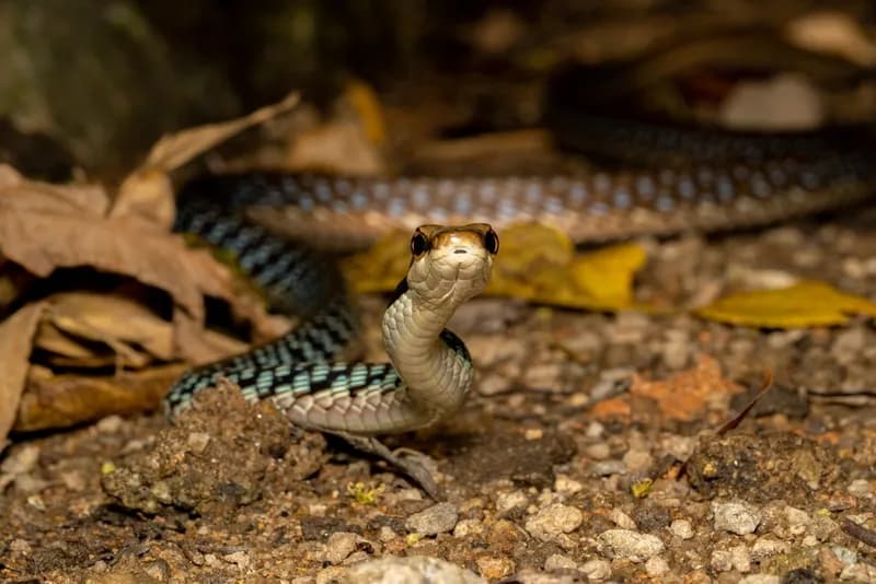 Rắn leo cây Ngân Sơn (Dendrelaphis ngansonensis) gallery 5