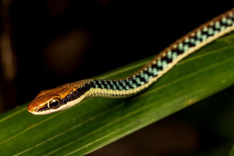 Rắn leo cây thường (Dendrelaphis cf. pictus)