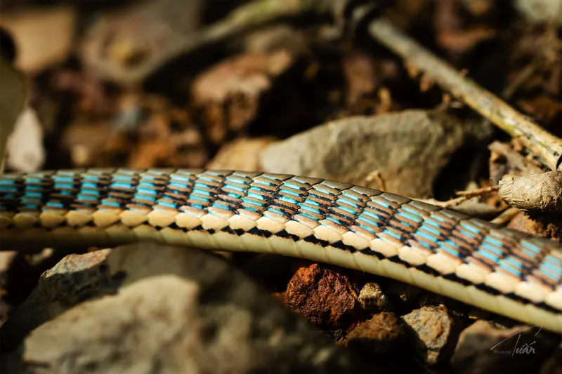 Rắn leo cây thường (Dendrelaphis cf. pictus) gallery 2