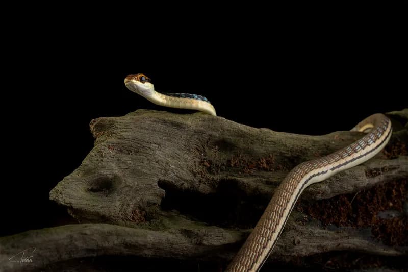 Rắn leo cây thường (Dendrelaphis cf. pictus) gallery 3