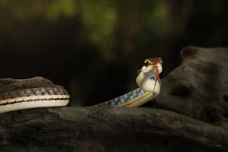Rắn leo cây thường (Dendrelaphis cf. pictus) gallery 4