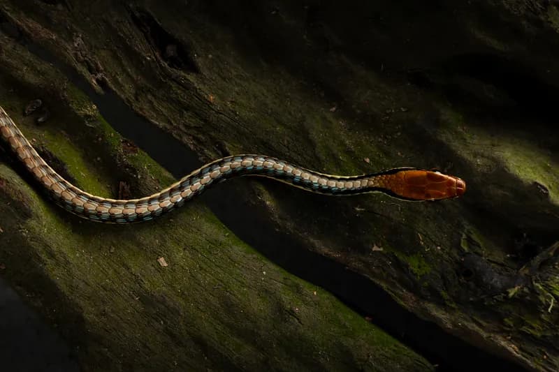 Rắn leo cây thường (Dendrelaphis cf. pictus) gallery 5