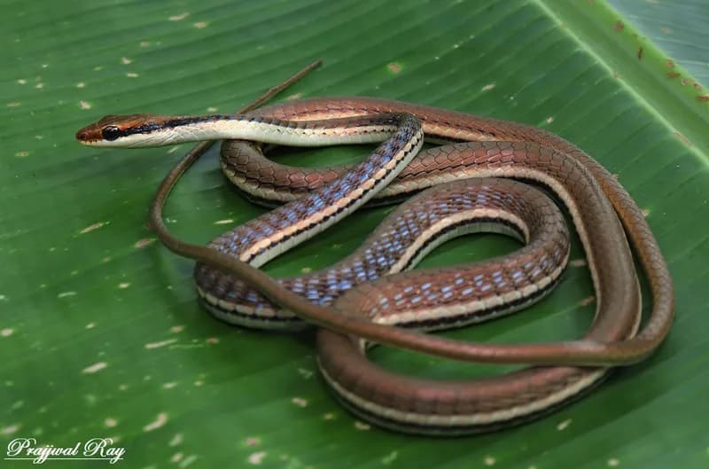 Rắn leo cây bắc Đông dương (Dendrelaphis proarchos)