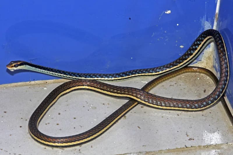 Rắn leo cây bắc Đông dương (Dendrelaphis proarchos) gallery 2