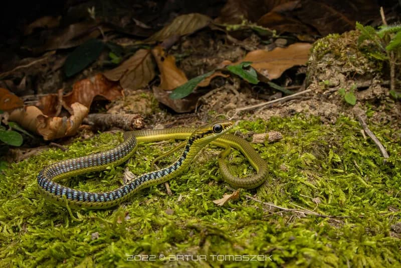 Rắn leo cây mắt (Dendrelaphis subocularis)