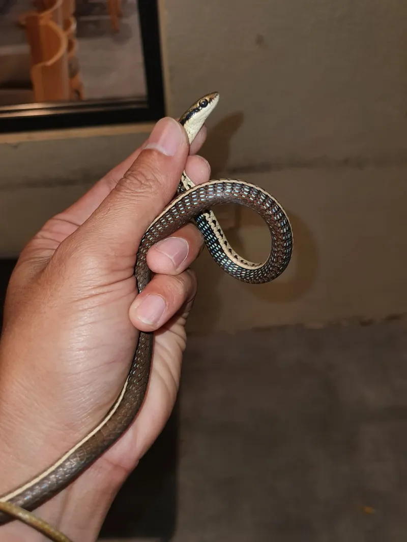 Rắn leo cây mắt (Dendrelaphis subocularis) gallery 2