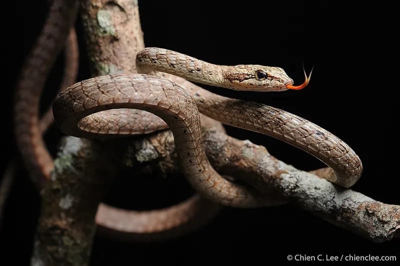 Rắn dây bụng gờ (Dryophiops rubescens)