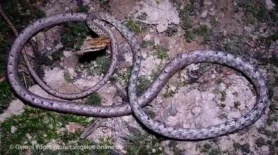 Rắn dây bụng gờ (Dryophiops rubescens) gallery 2