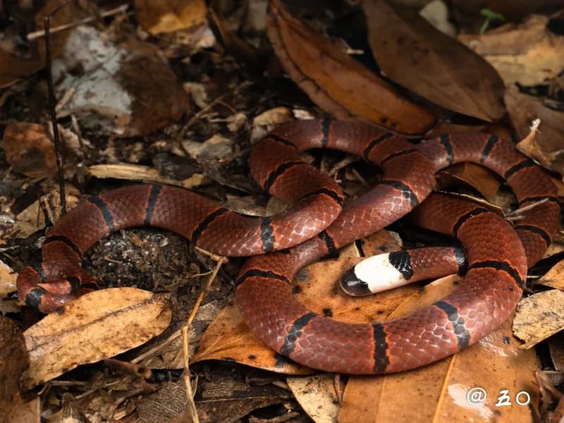 Rắn san hô đầu bạc (Sinomicrurus peinani)