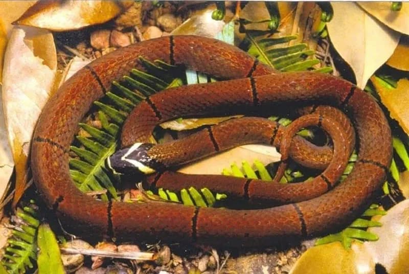 Rắn san hô đầu bạc (Sinomicrurus cf. wongii)