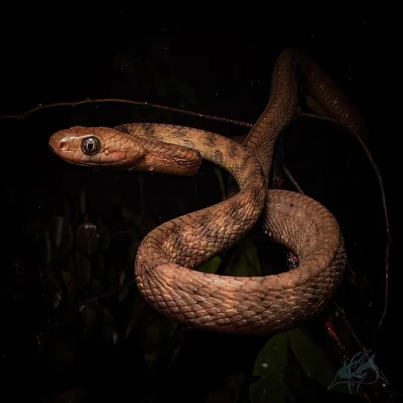Rắn rào Quảng Tây (Boiga guangxiensis)