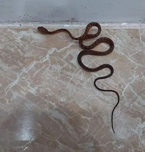 Rắn rào Quảng Tây (Boiga guangxiensis) gallery 2