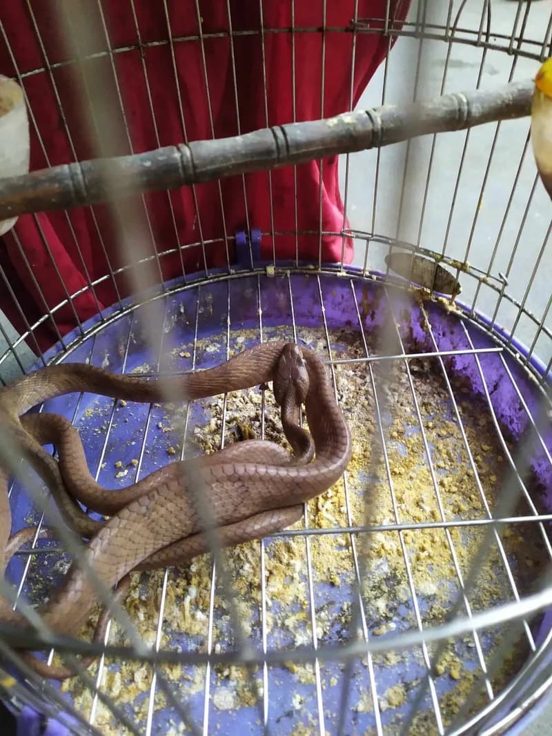 Rắn rào Quảng Tây (Boiga guangxiensis) gallery 3
