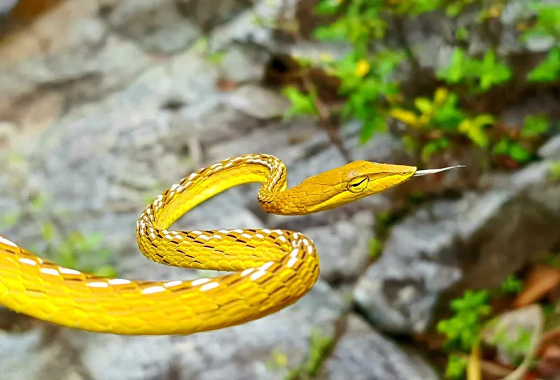 Rắn roi thường (Ahaetulla prasina) gallery 2