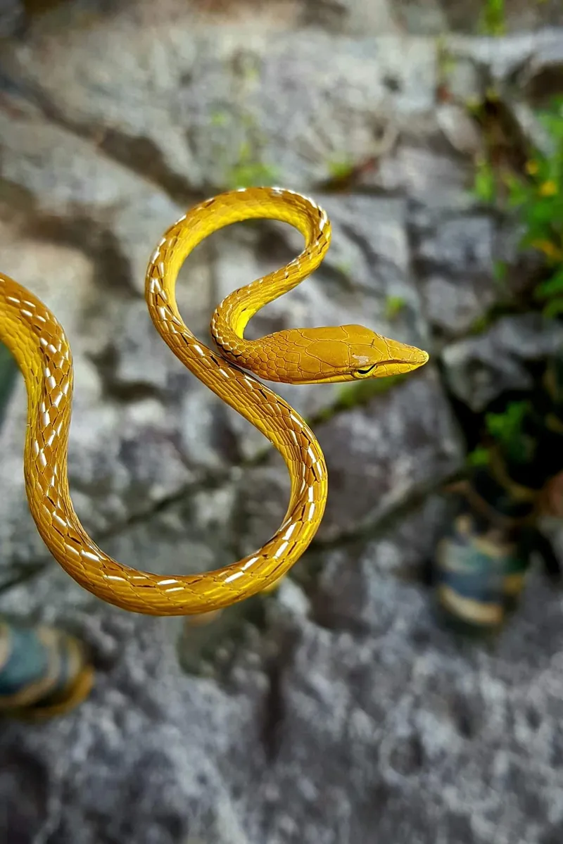 Rắn roi thường (Ahaetulla prasina) gallery 3
