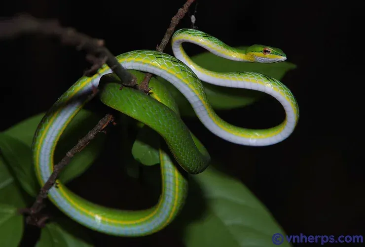 Rắn roi mắt đỏ (Ahaetulla rufusoculara) gallery 5