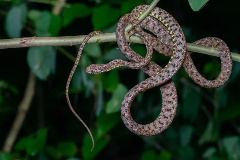 Rắn rào ngọc bích (Boiga jaspidea)