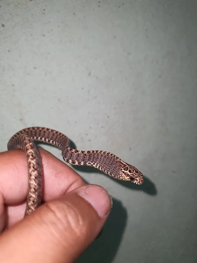 Rắn rào ngọc bích (Boiga jaspidea) gallery 2