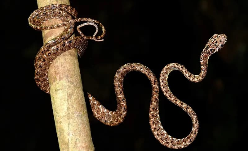 Rắn rào ngọc bích (Boiga jaspidea) gallery 3