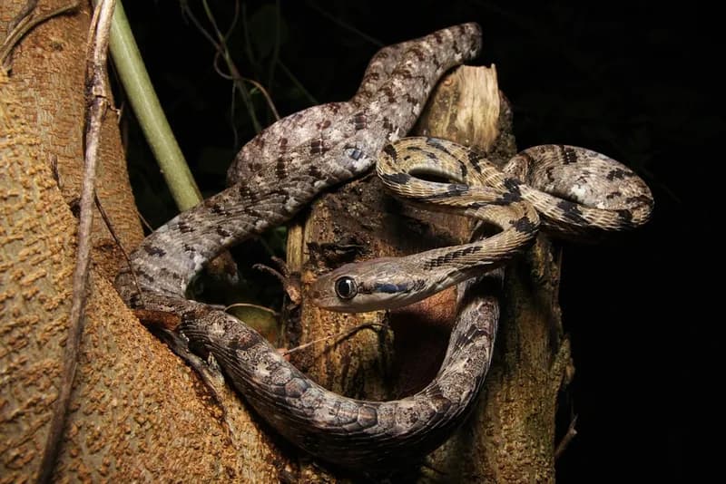 Rắn rào Xiêm (Boiga siamensis)