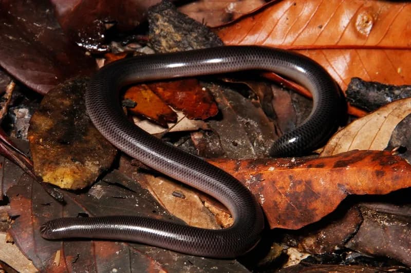 Rắn giun lớn (Argyrophis diardii)