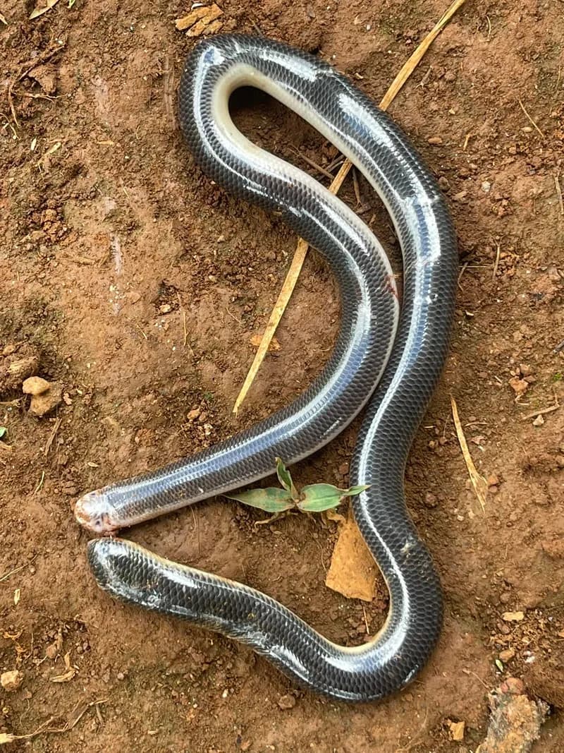 Rắn giun lớn (Argyrophis diardii) gallery 2