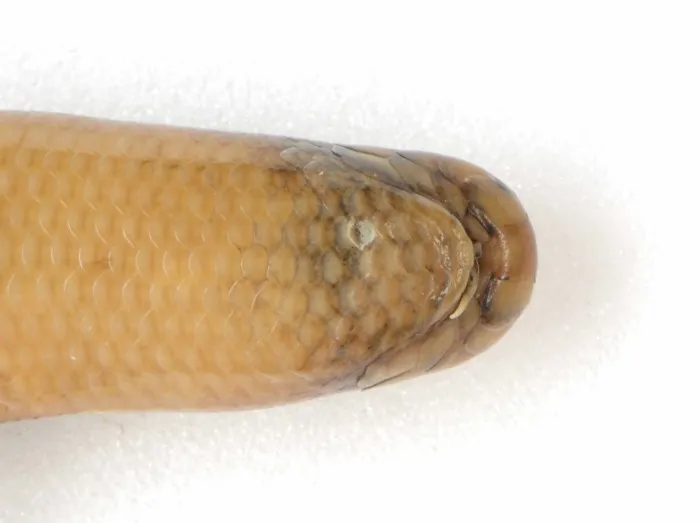 Rắn giun Gia Định (Argyrophis giadinhensis) gallery 2