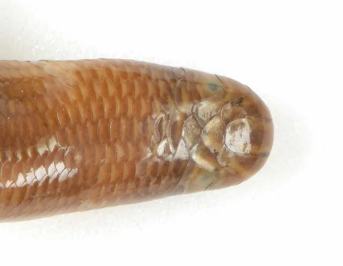 Rắn giun Gia Định (Argyrophis giadinhensis) gallery 3