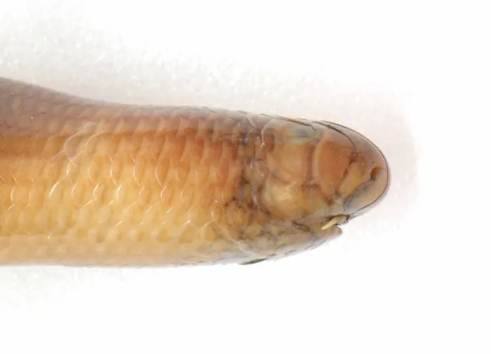 Rắn giun Gia Định (Argyrophis giadinhensis) gallery 4